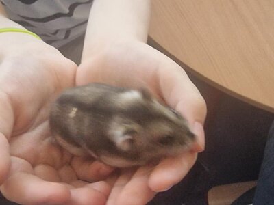 Přírodověda  - den zvířátek